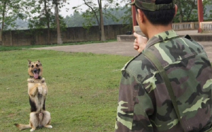 Trung tâm huấn luyện chó Quân Cảnh - trường huấn luyện tốt nhất tại TPHCM