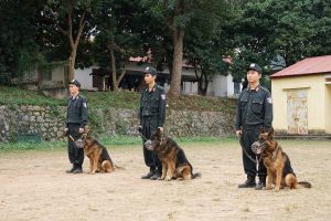 Trung tâm huấn luyện chó nghiệp vụ TPHCM - trường dạy chó hàng đầu TPHCM
